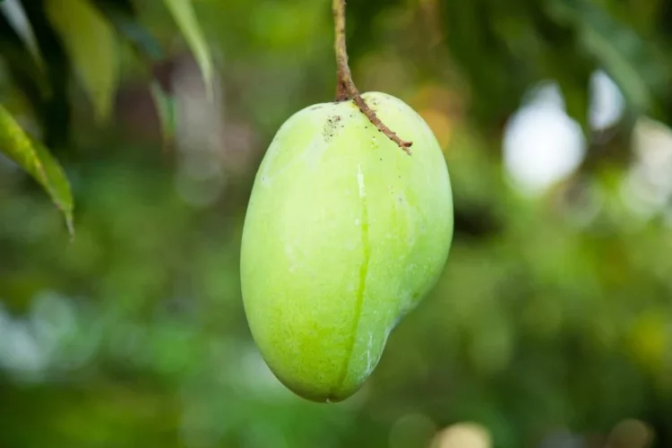 How to Tell if a Mango Is Ripe? 3 Really Easy Ways
