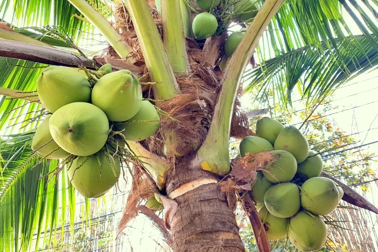 Top 9 Best Coconut Water Brands